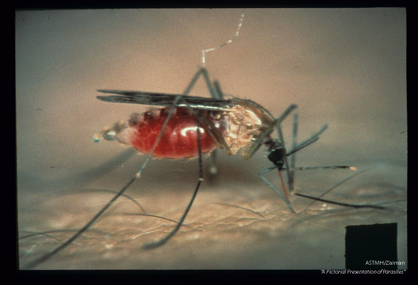 California malarial vector.