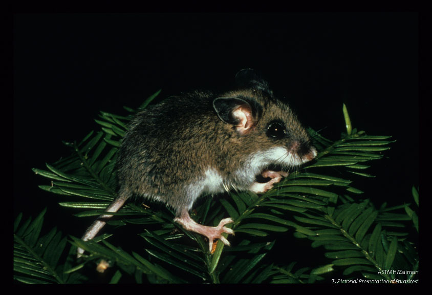 This genus of small wild mouse may serve as reservoir hosts for a multitude of organisms include the plague bacillus.