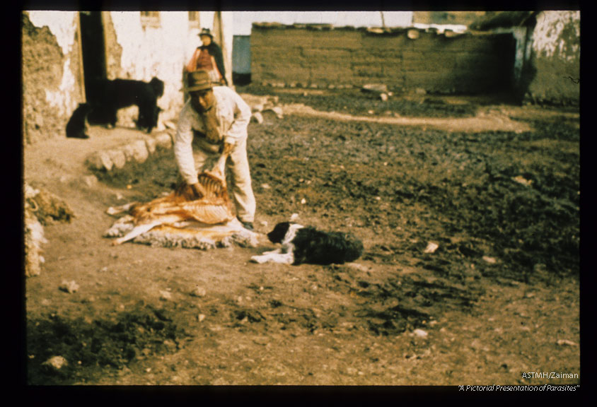 Home butchering of sheep in Central Sierra, Peru. Dog at the ready.