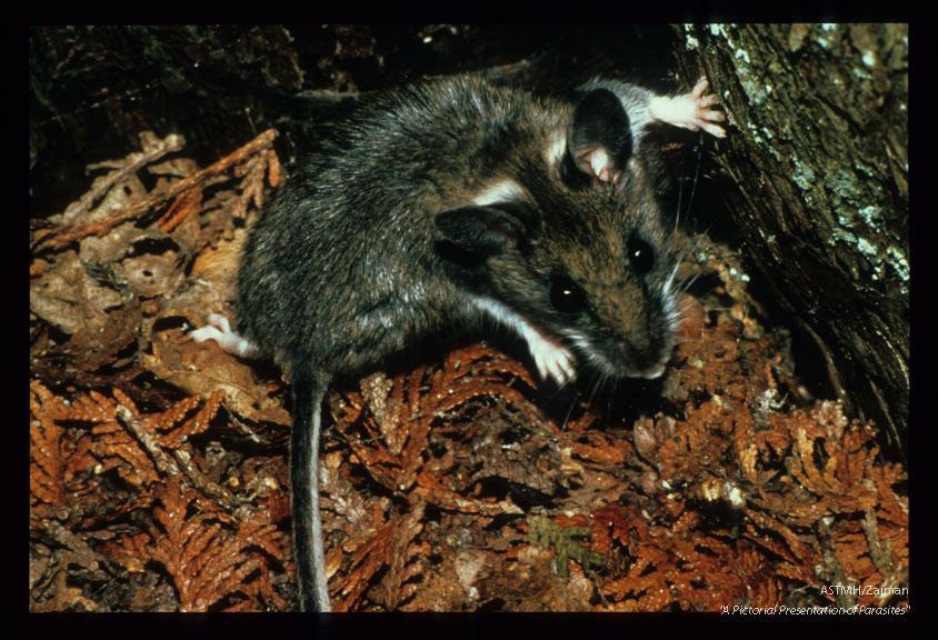 This genus of small wild mouse may serve as reservoir hosts for a multitude of organisms include the plague bacillus.