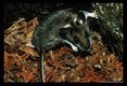 This genus of small wild mouse may serve as reservoir hosts for a multitude of organisms include the plague bacillus.