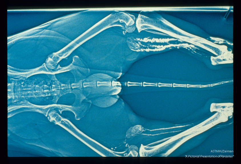 Xeroradiographic lymphangiography of rear canine limbs showing dilated, tortuous lymph channels and enlarged nodes.