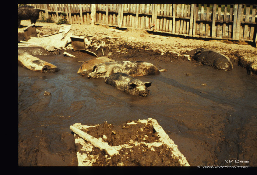 Unsanitary conditions on a hog farm in Central Indiana where 60% of the pigs harbored Trichinella.