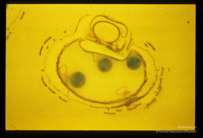 Cross section of infective, third-stage larvae within the labium of Aedes aegypti (Liverpool strain).