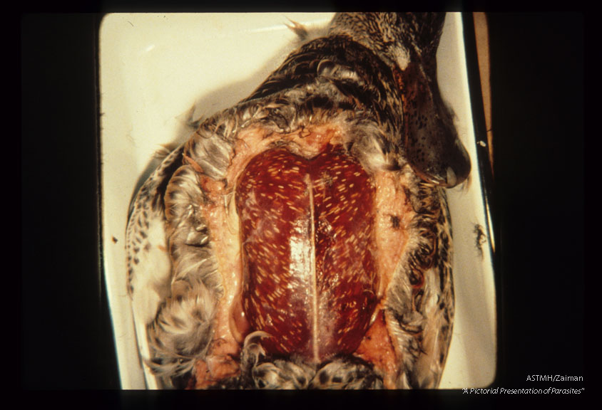 Infected cowbird (1313) and shoveler (1314. 1315) carcasses.