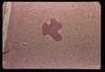 Hematoxylin-eosin stained sections of mouse brain.