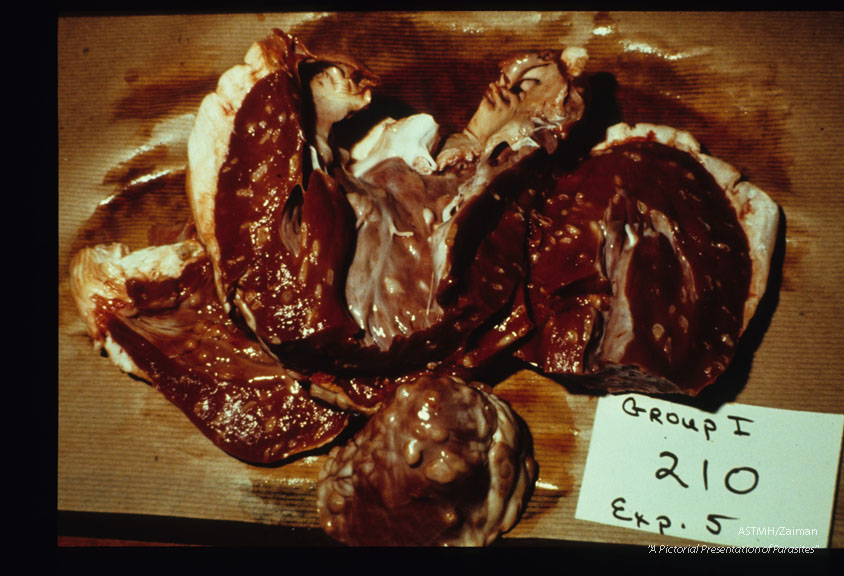 Beef hearts harboring multiple cysticerci.