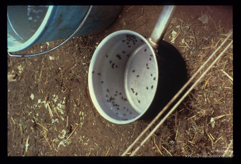 Flies on a cooking utensil.