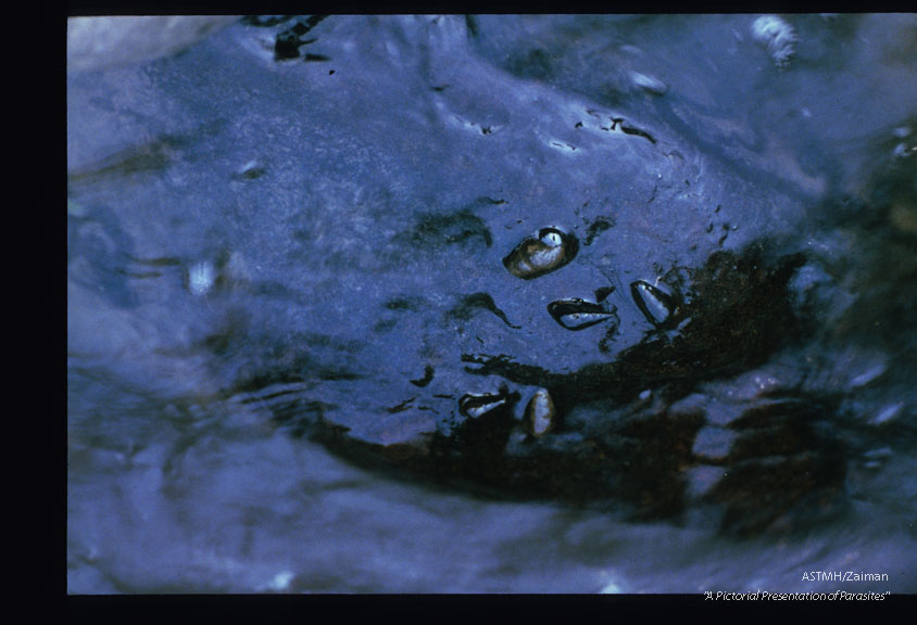 Numerous snails, Melania libertina, have crawled up the wet surface of a rock.