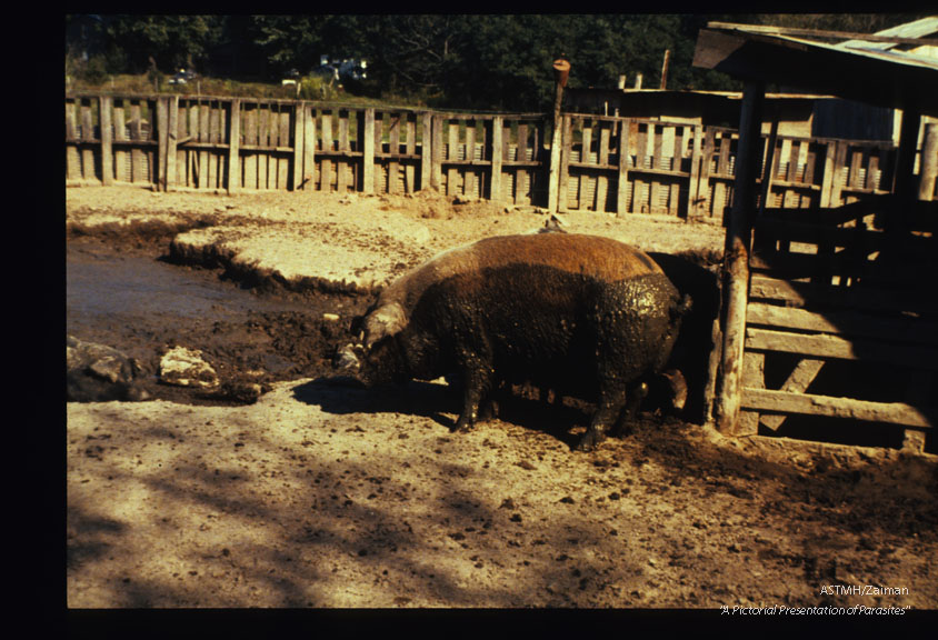 Unsanitary conditions on a hog farm in Central Indiana where 60% of the pigs harbored Trichinella.