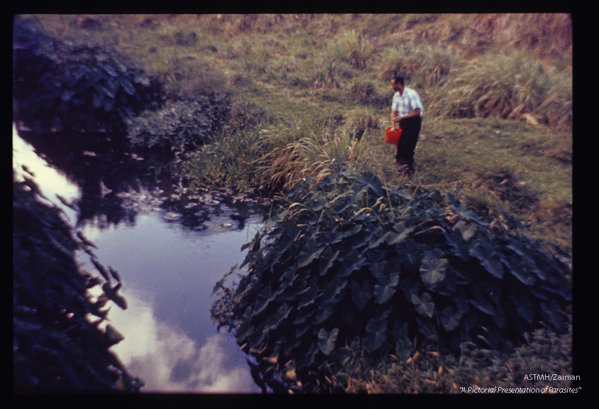 Spraying molluscicide.
