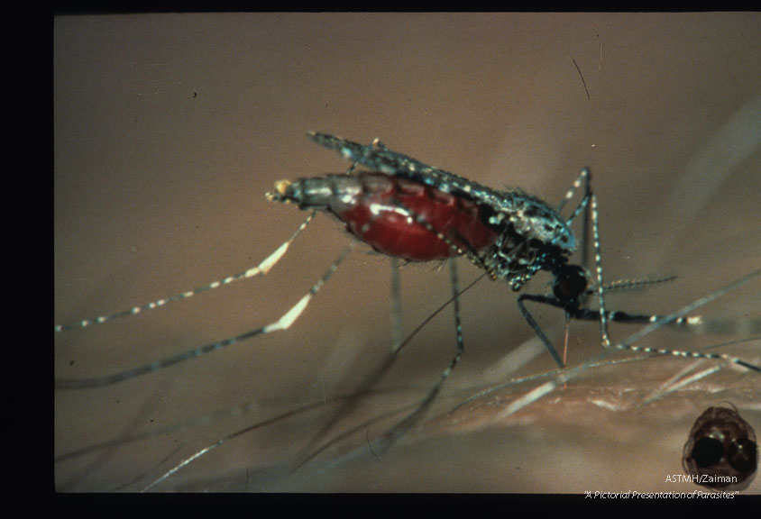 Adult female obtaining bloodmeal in Thailand.