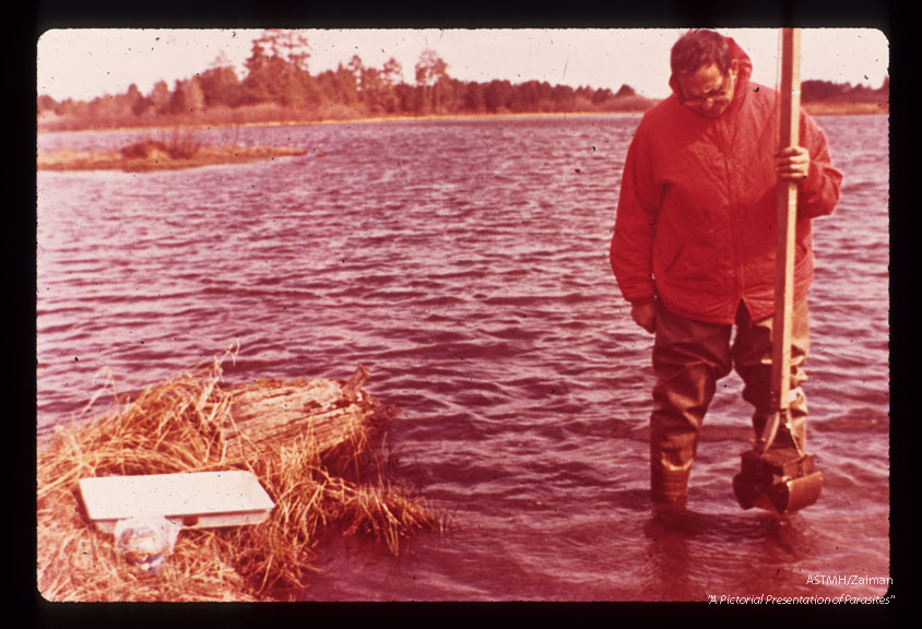 Collecting viable eggs in dredge samples from bottom, during the fall months.