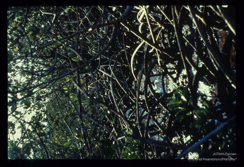 Mangrove, a breeding place for a Filanasis vector in New Caledonia.