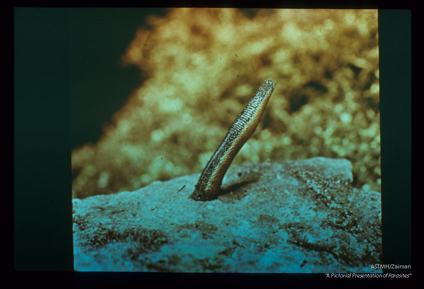 Cocoon of a land leech. Such cocoons are about 0.5 cm. in greatest diameter.