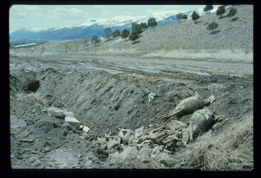 Discarded sheep at roadside.