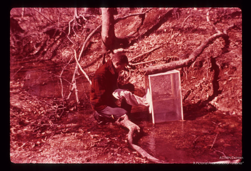 Collecting flies in trap placed in stream.