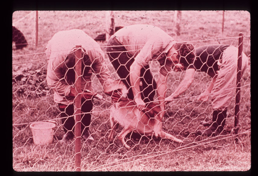 Three men giving one dog one enema.