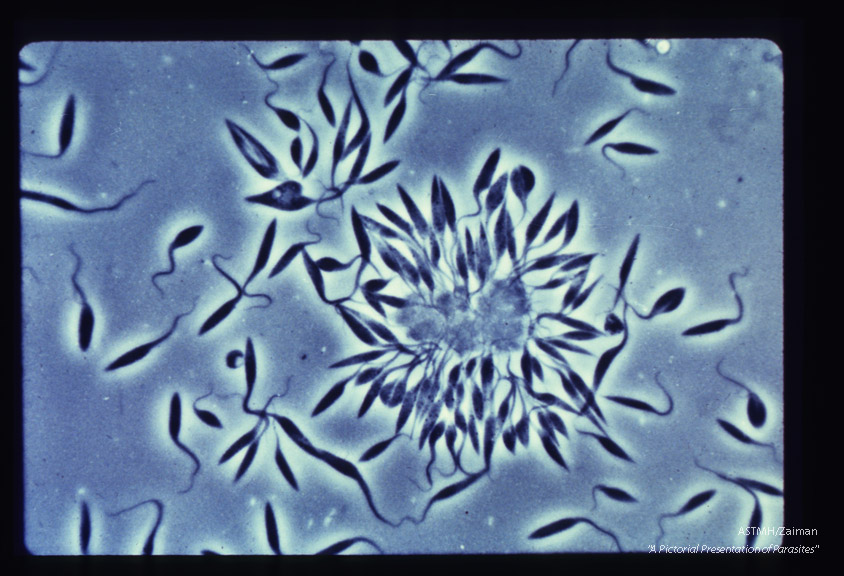 Low and high power views of leptomonads in culture, arranged in a rosette.