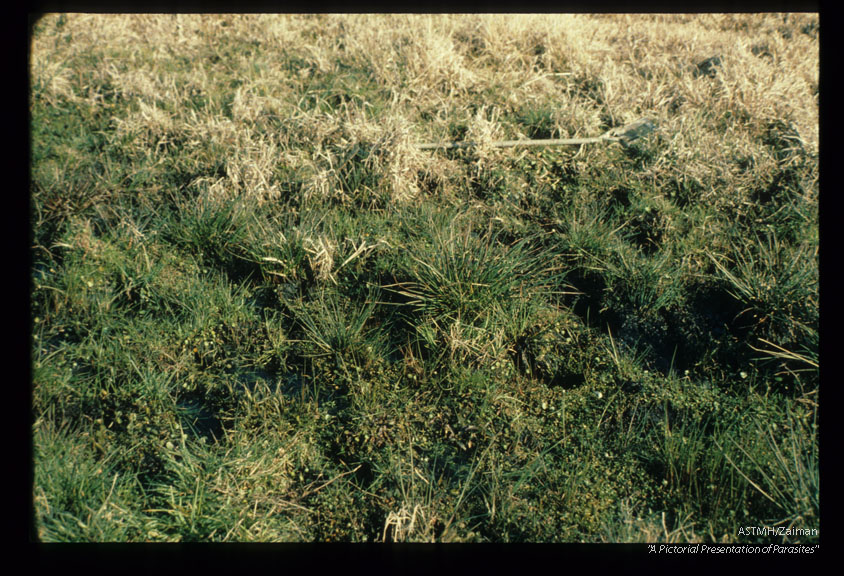 Pasture serving as habitat for Lymnea cubensis.