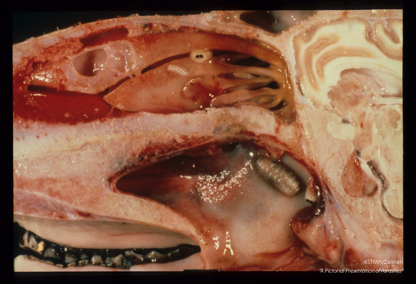 Nasal myiasis shown in sagital section through the nasal structures.