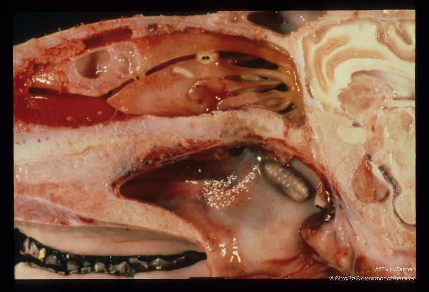 Nasal myiasis shown in sagital section through the nasal structures.