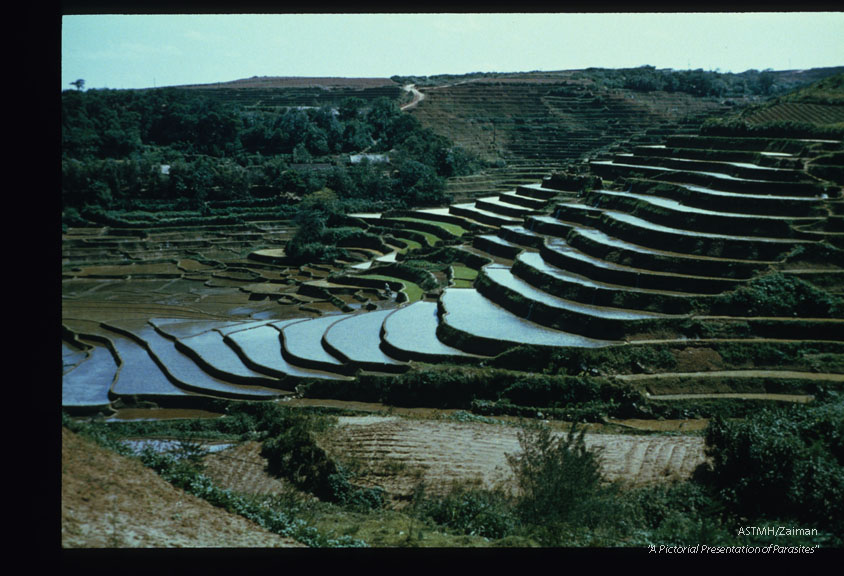 Closer view of the rice paddies which serve as habitat for some small freshwater fish and crabs.