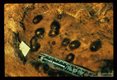 Cutaneous myiasis (