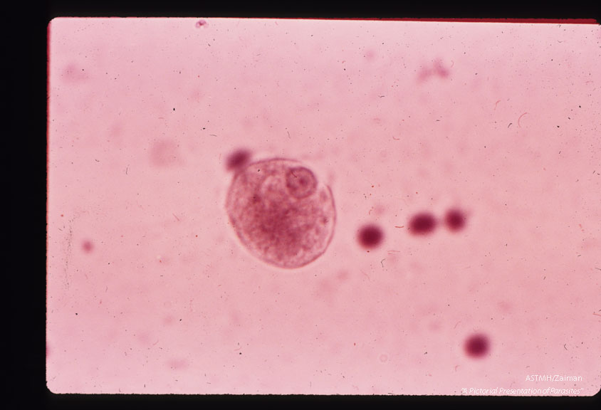 Uninucleate trophozoites.