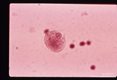Uninucleate trophozoites.