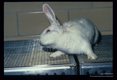 Experimentally infected rabbit suffering loss of equilibrium, ataxia and torticollis.