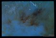 A young Paragonimus and multiple penetration pathways in the body musculature 20 days after infection.