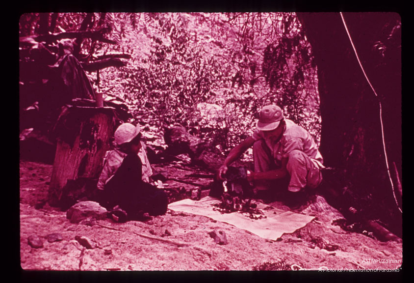 Epidemiology. A yellow cloth spread on the ground serves as a background in the search for all stages of triatomines which might be present in the bark and branches of a tree adjacent to the infested adobe house.