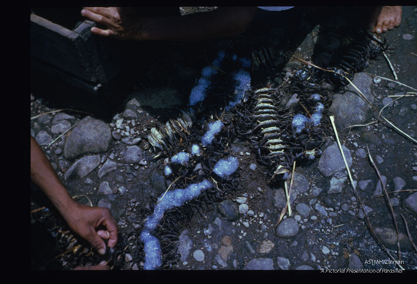 Strings of crabs are carried to markets in other villages. That the crabs are alive and fresh is demonstrated by bubbles of air emitted.