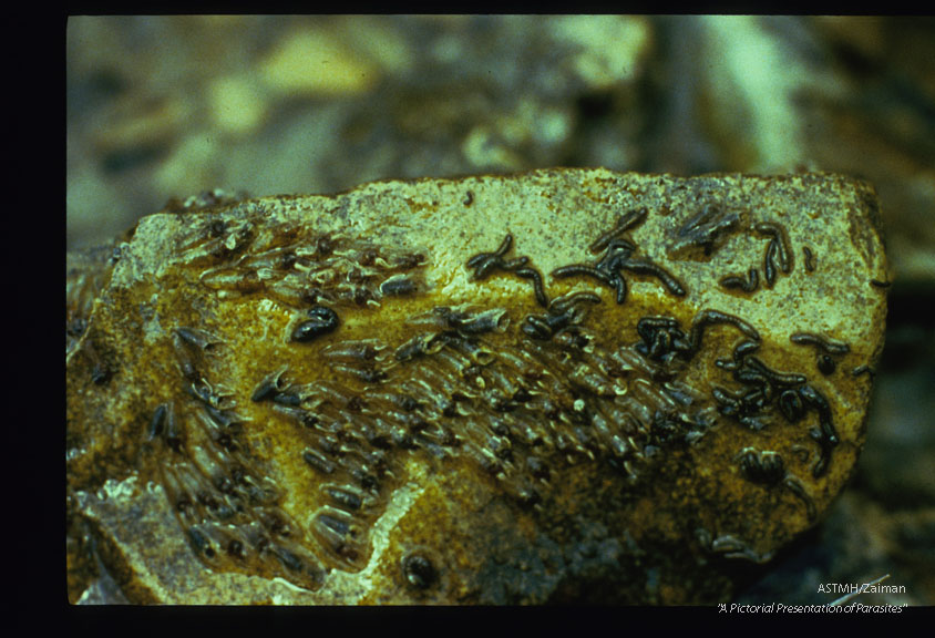 Lavae and pupae. France.