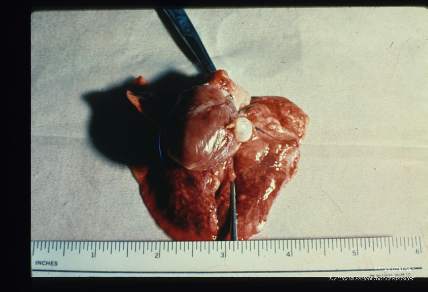 Natural infection involving the heart of an Agouti.