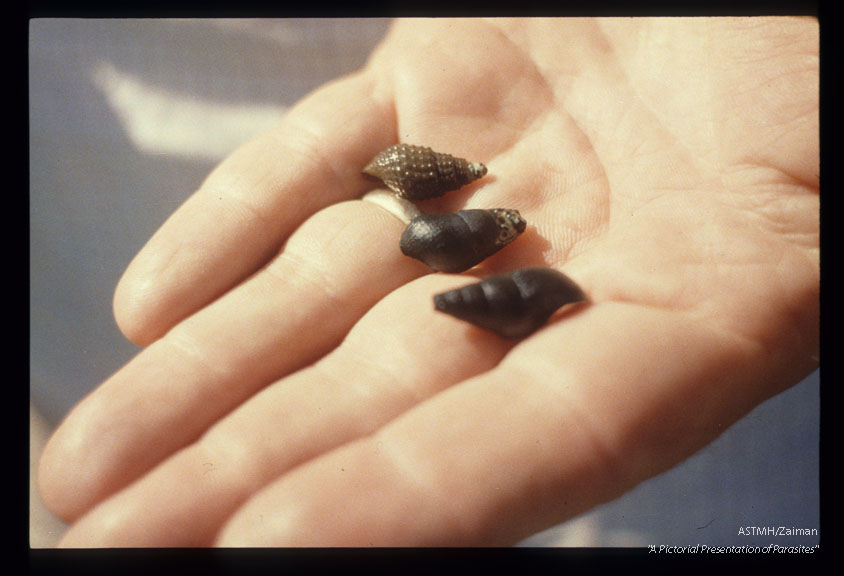 Intermediate host, the snail Brotia (Philippines).