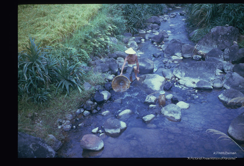 Village fisherman locate crabs in the stream near the village.