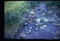 Village fisherman locate crabs in the stream near the village.