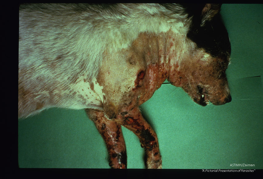 Demodectic mange in a dog.