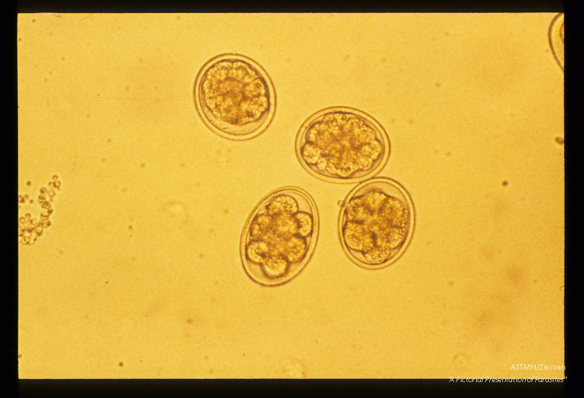 Development and hatching of larva.