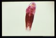 Adult from an experimentally infected cat. Carmine stain.