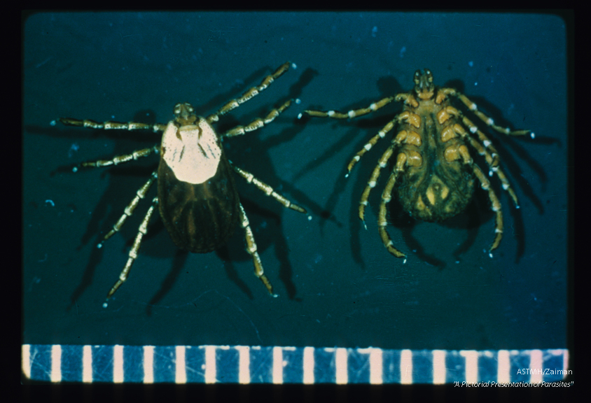 Females, dorsal and ventral views.