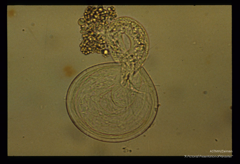 Development and hatching of larva.