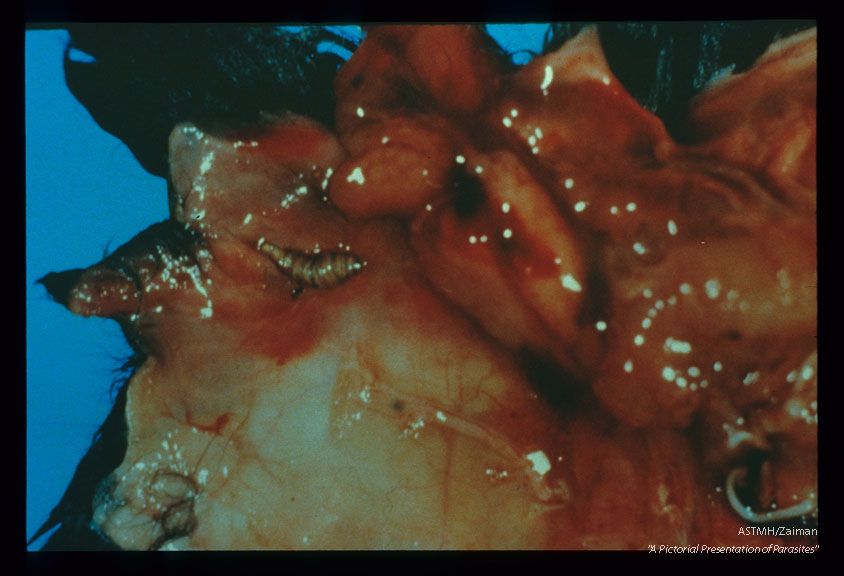 Cutaneous myiasis ("warbles") in rabbit skin. Shows the underside of the skin.