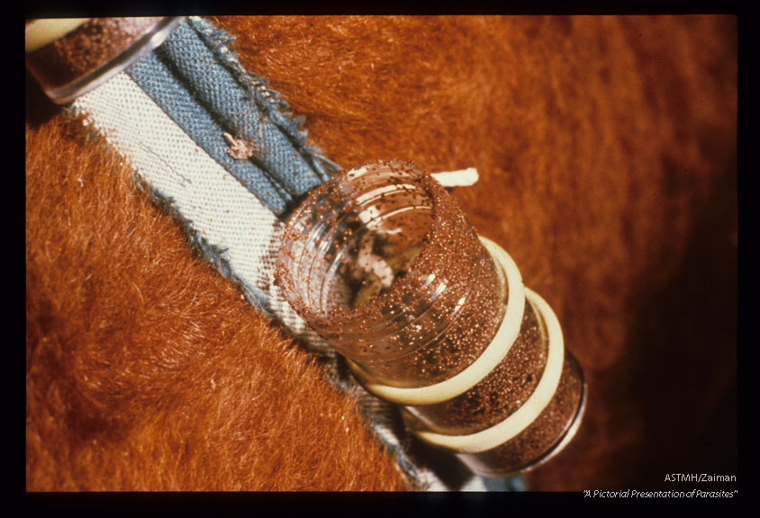 Releasing larval ticks on a laboratory calf.