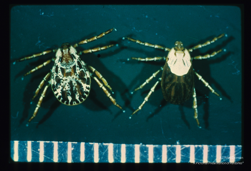 Dorsal view. The scutum of the male covers more surface than the scutum does in the female.