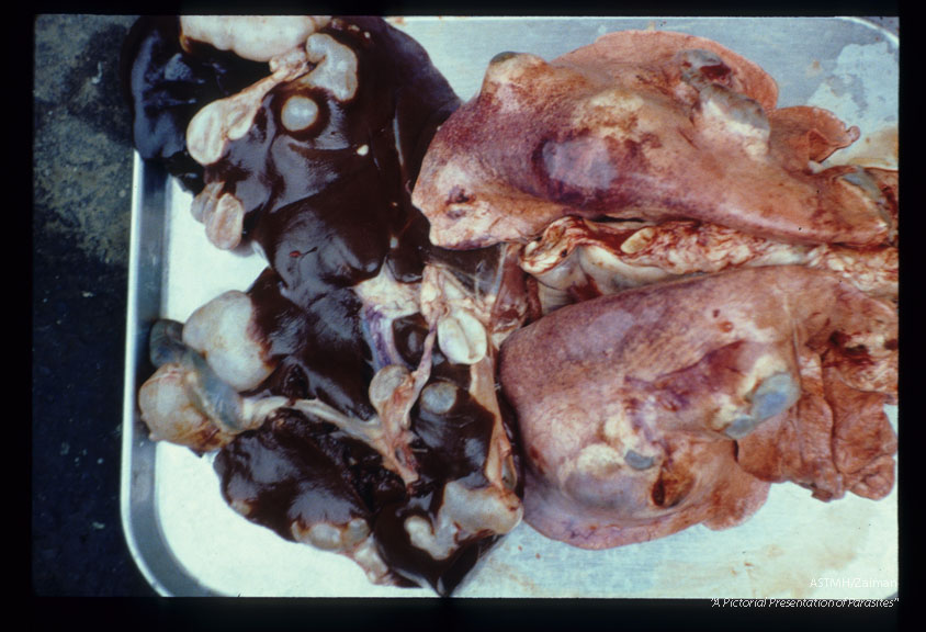 California sheep viscera with multiple hydatid cysts.