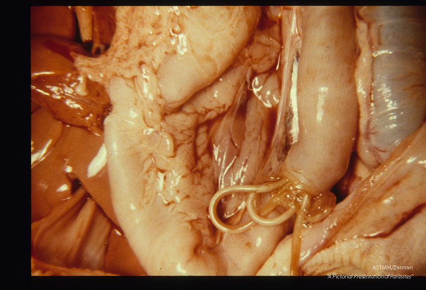 Adults emerging from a cut made in a puppy small bowel at autopsy.