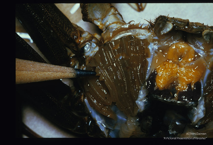 Following removal of the carapace, metaceriae are seen near the pencil tip as small more or less circular masses on the crab gills.